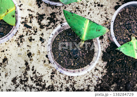 Ficus elastica propagation in soil Ficus elastica propagation in soil 138284729