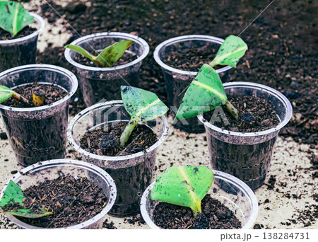 Ficus elastica propagation in soil 138284731