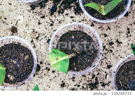 Ficus elastica propagation in soil Ficus elastica propagation in soil 138284733