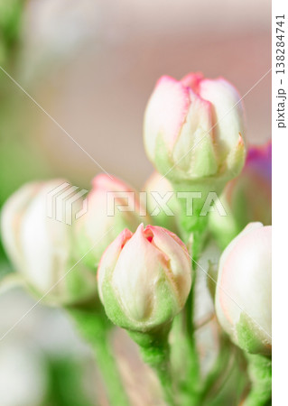 Tender pink and white flower buds, softly blurred background Tender pink and white flower buds, softly blurred background 138284741