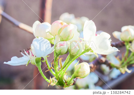 Soft focus buds and flowers on a branch Soft focus buds and flowers on a branch 138284742