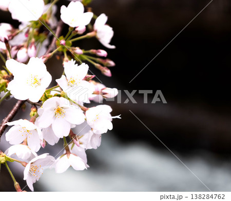 春の穏やかな光を浴びて川の上で優しく揺れるピンクの桜 春の穏やかな光を浴びて川の上で優しく揺れるピンクの桜 138284762