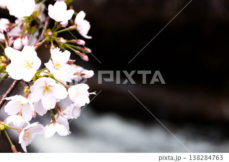 春の穏やかな光を浴びて川の上で優しく揺れるピンクの桜 春の穏やかな光を浴びて川の上で優しく揺れるピンクの桜 138284763