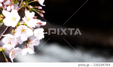 春の穏やかな光を浴びて川の上で優しく揺れるピンクの桜 春の穏やかな光を浴びて川の上で優しく揺れるピンクの桜 138284764