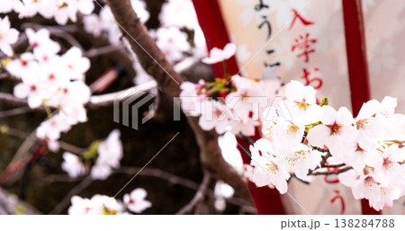 入学シーズンの春の穏やかな光を浴びて優しく揺れるピンクの桜 入学シーズンの春の穏やかな光を浴びて優しく揺れるピンクの桜 138284788