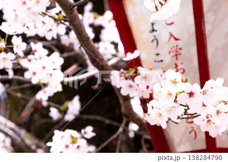 入学シーズンの春の穏やかな光を浴びて優しく揺れるピンクの桜 138284790