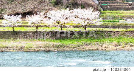 春の岡山県高梁市を流れる高梁川と桜のある風景 春の岡山県高梁市を流れる高梁川と桜のある風景 138284864