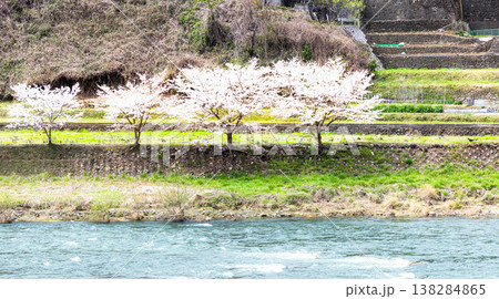 春の岡山県高梁市を流れる高梁川と桜のある風景 春の岡山県高梁市を流れる高梁川と桜のある風景 138284865