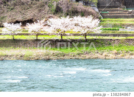 春の岡山県高梁市を流れる高梁川と桜のある風景 138284867