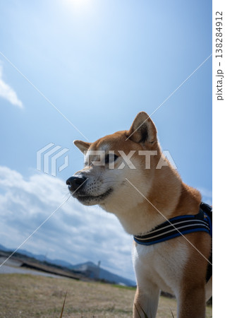 遠くを見つめる柴犬 遠くを見つめる柴犬 138284912