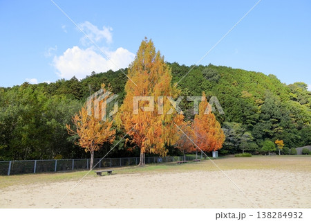 色づくメタセコイアの葉　紅葉始まり 138284932