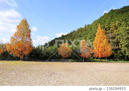 色づくメタセコイアの葉　紅葉始まり 138284933