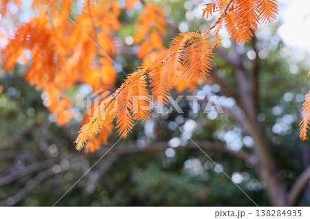 色づく　メタセコイアの葉　紅葉始まり 138284935