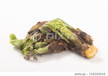 ［山形県産］たらの芽 138285010