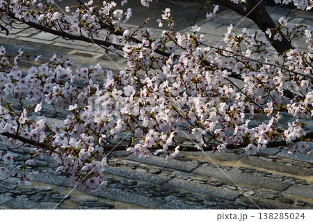京都 金戒光明寺 石段 桜 さくら 満開 花 春 寺社仏閣 京都 金戒光明寺 石段 桜 さくら 満開 花 春 寺社仏閣 138285024