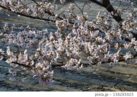 京都 金戒光明寺 石段 桜 さくら 満開 花 春 寺社仏閣 京都 金戒光明寺 石段 桜 さくら 満開 花 春 寺社仏閣 138285025