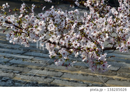 京都 金戒光明寺 石段 桜 さくら 満開 花 春 寺社仏閣 京都 金戒光明寺 石段 桜 さくら 満開 花 春 寺社仏閣 138285026