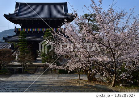 京都 金戒光明寺 石段 桜 さくら 満開 花 春 寺社仏閣 京都 金戒光明寺 石段 桜 さくら 満開 花 春 寺社仏閣 138285027