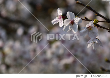 京都 金戒光明寺 石段 桜 さくら 満開 花 春 寺社仏閣 京都 金戒光明寺 石段 桜 さくら 満開 花 春 寺社仏閣 138285028