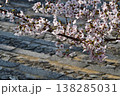 京都　金戒光明寺　石段　　桜　さくら　満開　花　春　寺社仏閣 138285031
