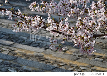 京都 金戒光明寺 石段 桜 さくら 満開 花 春 寺社仏閣 京都 金戒光明寺 石段 桜 さくら 満開 花 春 寺社仏閣 138285031