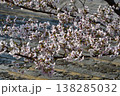 京都　金戒光明寺　石段　　桜　さくら　満開　花　春　寺社仏閣 138285032