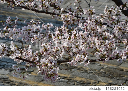 京都 金戒光明寺 石段 桜 さくら 満開 花 春 寺社仏閣 京都 金戒光明寺 石段 桜 さくら 満開 花 春 寺社仏閣 138285032