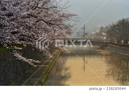 京都 岡崎 公園 疎水 疏水 そすい 桜 さくら 満開 朝 春 水面 反射 河川 京都 岡崎 公園 疎水 疏水 そすい 桜 さくら 満開 朝 春 水面 反射 河川 138285044