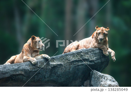 A pair of juvenile lions lounging on a large boulder with a lush green jungle background. A pair of juvenile lions lounging on a large boulder with a lush green jungle background. 138285049