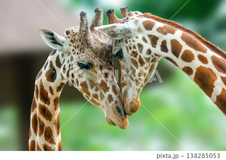 Detailed shot of two reticulated giraffes gently rubbing heads and necks together against a soft green background. Detailed shot of two reticulated giraffes gently rubbing heads and necks together against a soft green background. 138285053