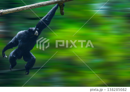 A black Siamang gibbon showcasing its agility while brachiation along a wooden branch in a lush tropical forest setting. A black Siamang gibbon showcasing its agility while brachiation along a wooden branch in a lush tropical forest setting. 138285082