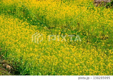 菜の花畑 138285095