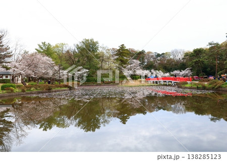 お花見で賑わう春の岩槻城址公園 138285123