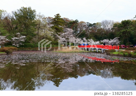 お花見で賑わう春の岩槻城址公園 138285125