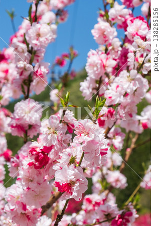 花桃（阿智村・花桃の里にて） 138285156