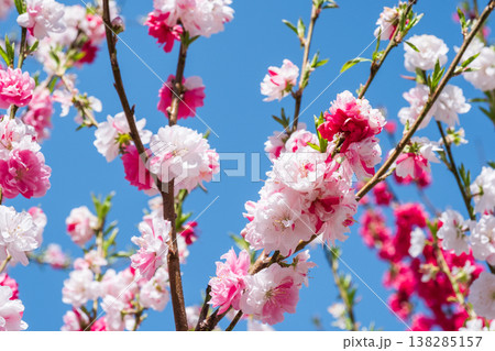花桃（阿智村・花桃の里にて） 138285157
