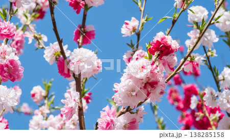 花桃(阿智村・花桃の里にて) 花桃(阿智村・花桃の里にて) 138285158