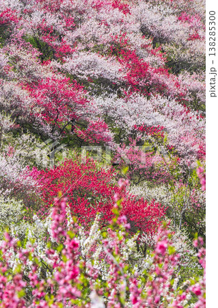 阿智村・花桃の里 138285300