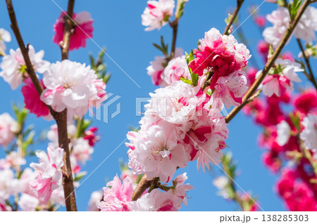 花桃(阿智村・花桃の里にて) 花桃(阿智村・花桃の里にて) 138285303