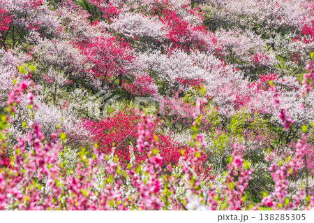 阿智村・花桃の里 阿智村・花桃の里 138285305