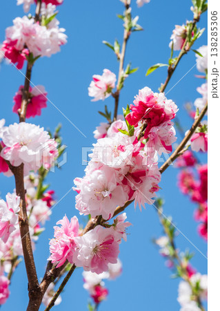 花桃(阿智村・花桃の里にて) 花桃(阿智村・花桃の里にて) 138285306