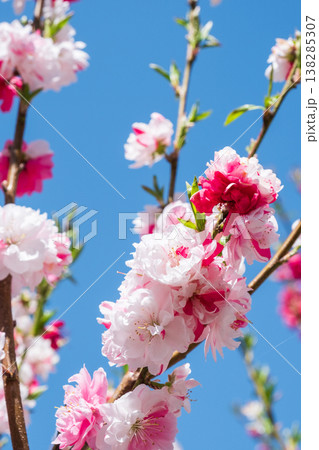花桃(阿智村・花桃の里にて) 花桃(阿智村・花桃の里にて) 138285307