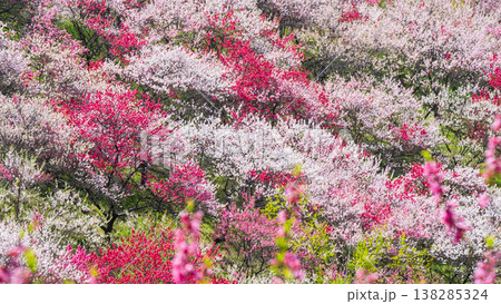 阿智村・花桃の里 阿智村・花桃の里 138285324