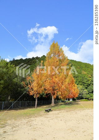 色づくメタセコイアの木　紅葉始まり 138285390