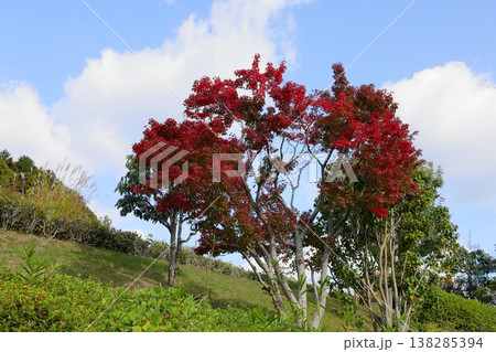 鮮やか紅葉　カエデの葉 138285394