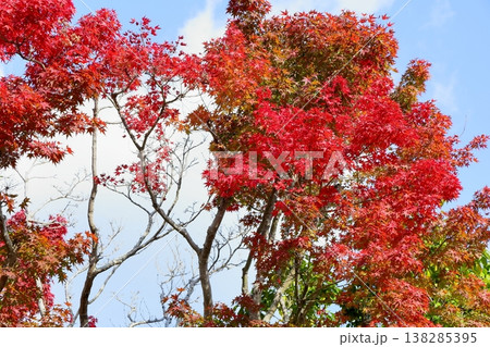 鮮やか紅葉 カエデの葉 鮮やか紅葉 カエデの葉 138285395