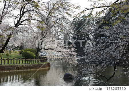 水面に咲く満開の桜 春の公園 水面に咲く満開の桜 春の公園 138285530
