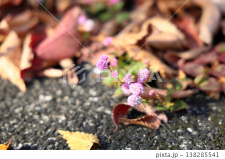 可愛い ヒメツルソバの花 可愛い ヒメツルソバの花 138285541