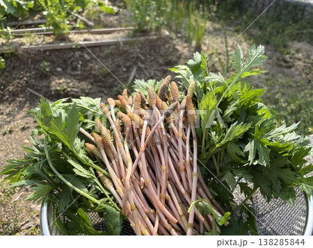春の山菜収穫セット｜つくしとヨモギの自然食材イメージ 138285844