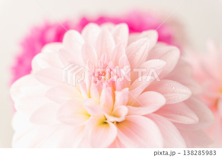 濃いピンク色と薄ピンク色のダリアの花をグレー背景で室内撮影03 138285983